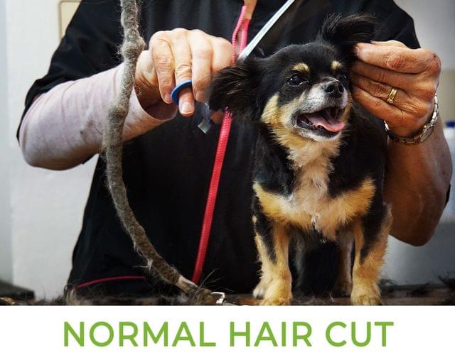 Normal Haircut