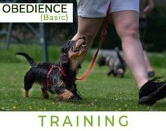 Basic Obedience Training