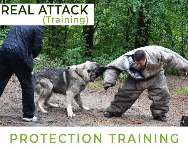 Protection Training Real Attack