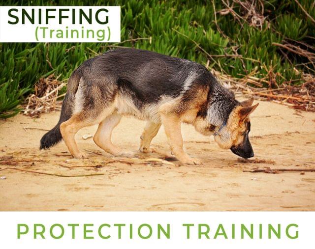 Protection Training  Sniffing Training