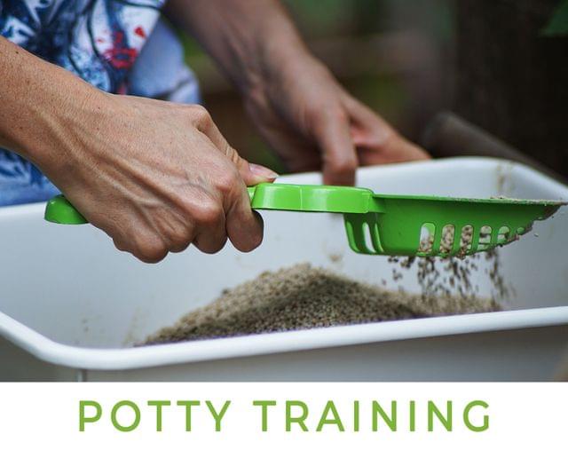 Potty Training