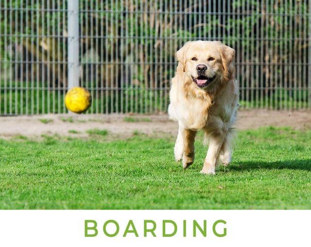 Pet Boarding